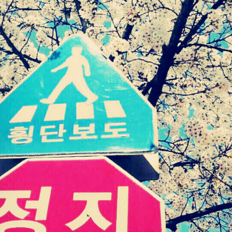 벚꽃 피는.. : 벚꽃 피는날에 찍어서편집해봤습니다 아 그립네 ㅠㅜ 스케치판 ,sketchpan