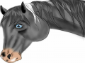 Grey Horse : Grey Horse 스케치판 ,sketchpan