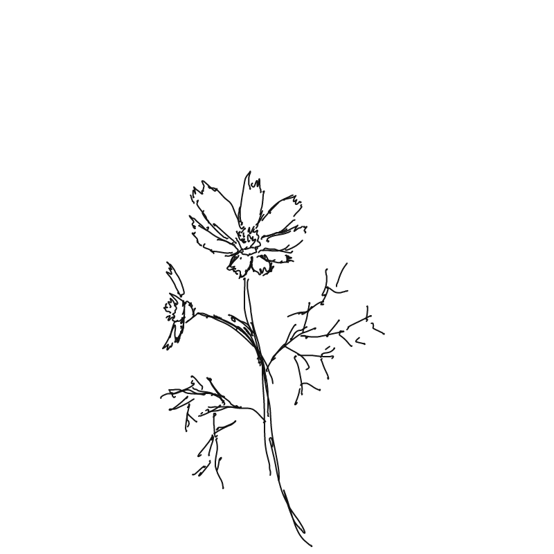 코스모스 : 코스모스 스케치판 ,sketchpan