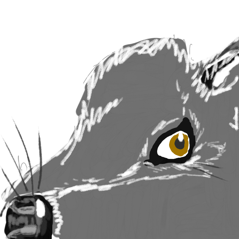 늑대 : 늑대 스케치판 ,sketchpan