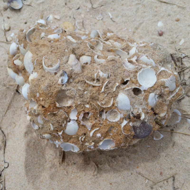 버닷파도에.. : 버닷파도에 뭉쳐진 조개들..시원한 바닷바람 보냅니다..시험보는 친구들 시험잘보고 힘든친구들 힘내요♡♡♡ 스케치판 ,sketchpan