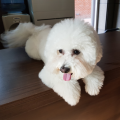 우리 귀여.. : 우리 귀여운 순덕이를 많이 꾸며주어서 고마워요♡♡♡ 스케치판 ,sketchpan