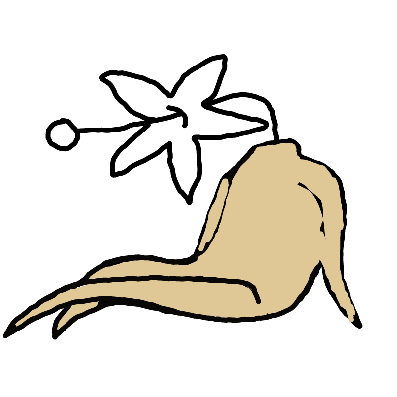 인삼 : 인삼 스케치판 ,sketchpan