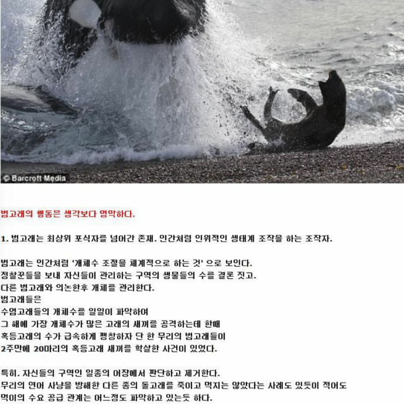 여러분 범.. : 여러분 범고래가 이렇습니다 . 취미로 폭행과 강간을 일삼는 악마입니다 . 아이큐도 사람이랑 비슷하답니다 히익
우리 범고래 큰형님 :3 스케치판 ,sketchpan