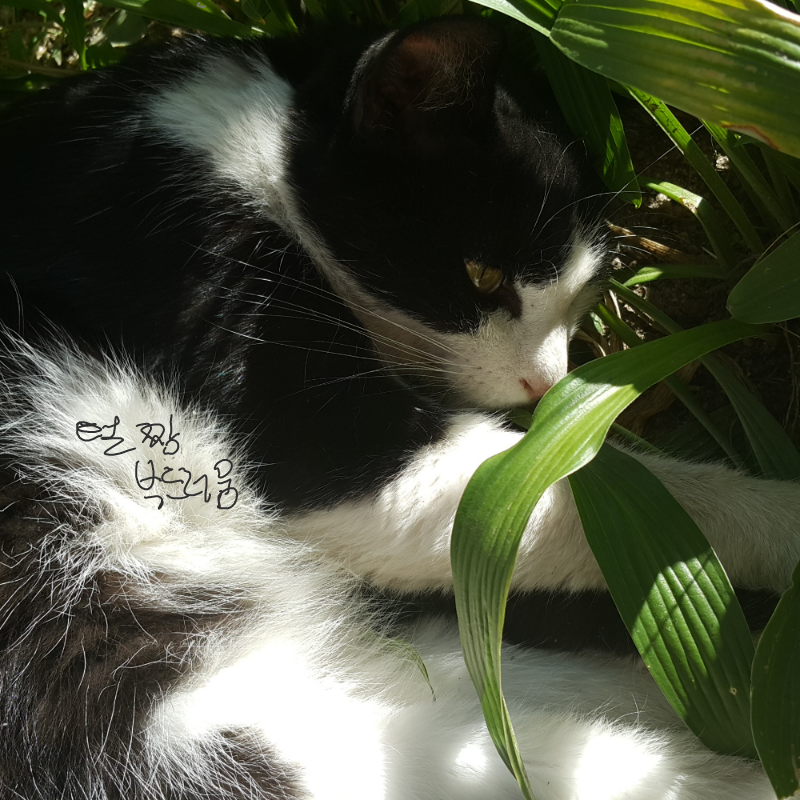 요 자식 절.. : 요 자식 절 귀찮아하는데 절 피하는게 귀찮아서 가만히있어요 ㅋㅋㅋㅋㅋㅋㅋㅋㅋ 10개월째 귀찮게했지만 10개월째 꾸준히 저를 귀찮아해여...ㅠ▽ㅠ 스케치판 ,sketchpan