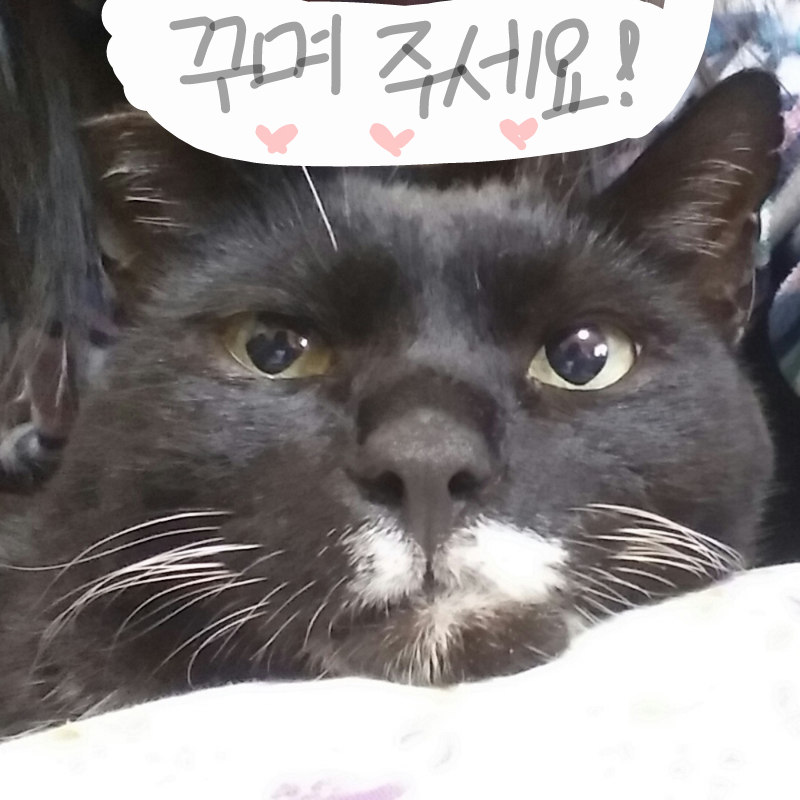 냥이를 꾸.. : 냥이를 꾸며 주세요! (이어그리기가 안 돼서 다시 올립니다.) 스케치판 ,sketchpan