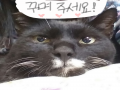 냥이를 꾸.. : 냥이를 꾸며 주세요! (이어그리기가 안 돼서 다시 올립니다.) 스케치판 ,sketchpan