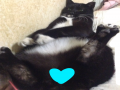 울 냥이 세.. : 울 냥이 세젤귀인거 반박불가 팩트임 스케치판 ,sketchpan