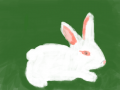 토끼 : 토끼임ㅁㅁ 스케치판 ,sketchpan