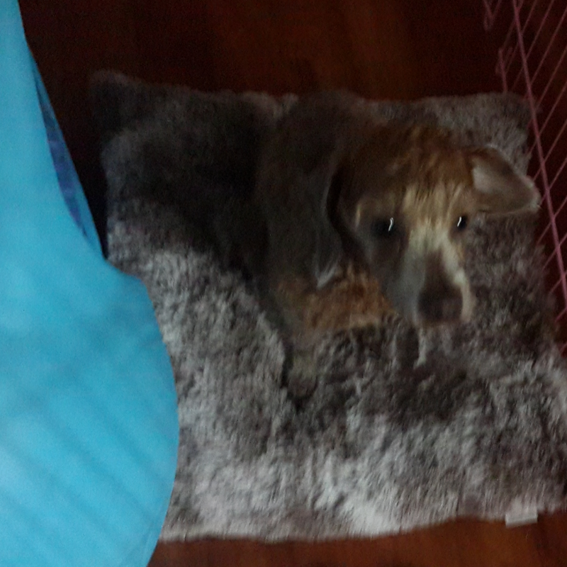 우리집 이.. : 우리집 이쁜이 ㅎㅎ 스케치판 ,sketchpan