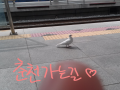 엄머ㅁ 비.. : 엄머ㅁ 비둘기 넘오ㅇ 기엽지 않나요..? 춘천가는 지하철 기다리고 이수미다당ㅇ 스케치판 ,sketchpan
