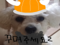 바이킹이 .. : 바이킹이 된 강아지 스케치판 ,sketchpan