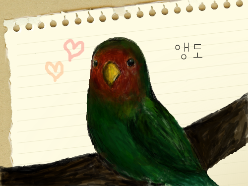 저희집 앵무새 입니당 : 앵도(모란앵무)에요~ 스케치판 ,sketchpan