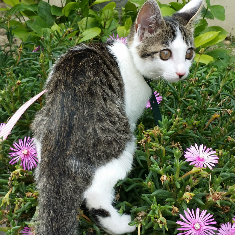 쭈이가 귀.. : 쭈이가 귀엽를 입니다 스케치판 ,sketchpan