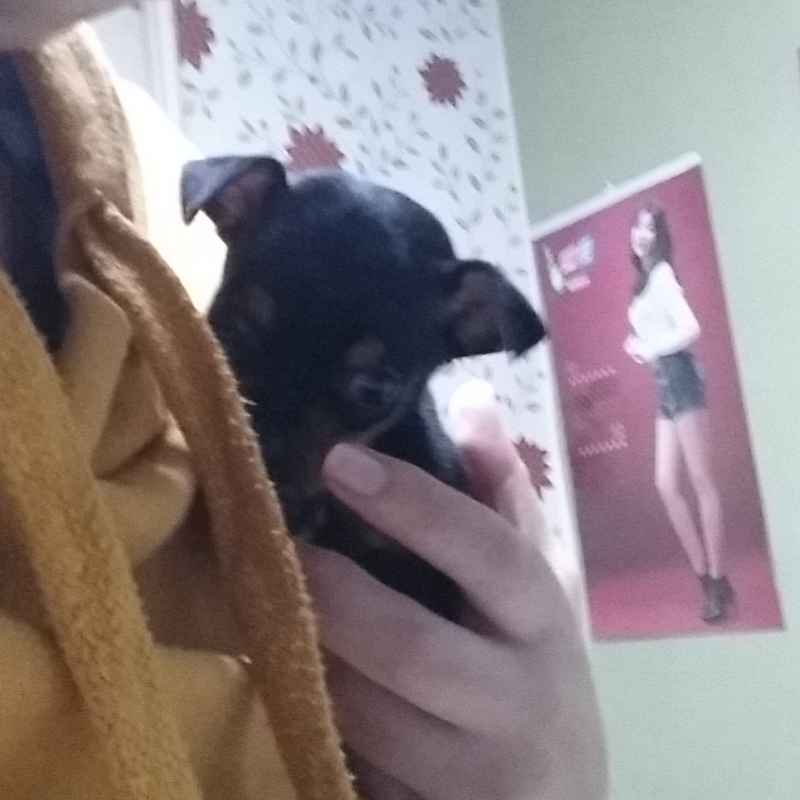 강아지가 .. : 강아지가 감자를 입니다~^^ 스케치판 ,sketchpan