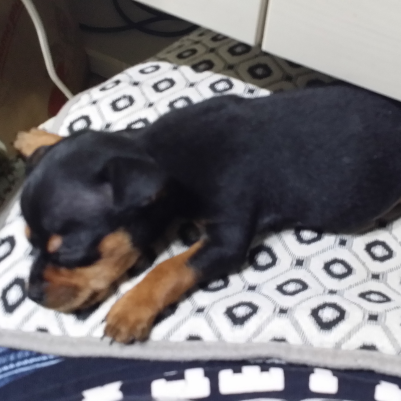 미니어처가.. : 미니어처가 접종를 입니다ㅎ 스케치판 ,sketchpan