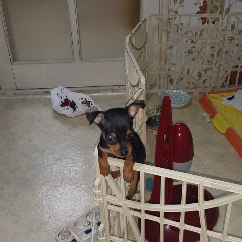 감자가 엄.. : 감자가 엄마를 지금 잊습니다 ㅎ 스케치판 ,sketchpan