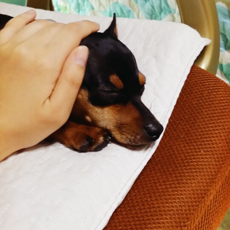 감자  : 감자  스케치판 ,sketchpan