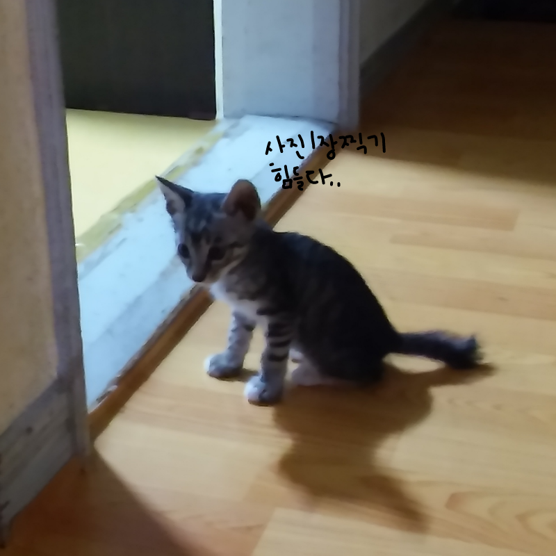 너무 흐릿.. : 너무 흐릿하게 나와버렸다.. 스케치판 ,sketchpan