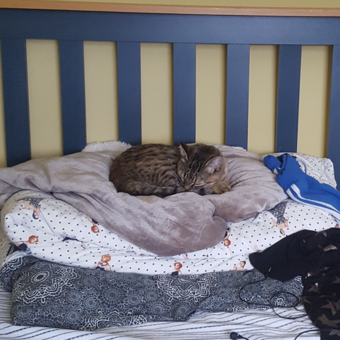 너 이자식 .. : 너 이자식 어? 막 어? 남의 담요에 올라가서 자는거 아니야 떽 누구 심장을 터트리려고 스케치판 ,sketchpan