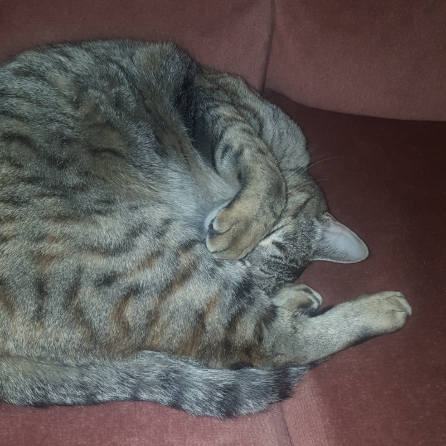 냥모나이트.. : 냥모나이트
흐엉 넘나 귀여워 찍지 말라고 눈 가린거야? 흝흝 스케치판 ,sketchpan