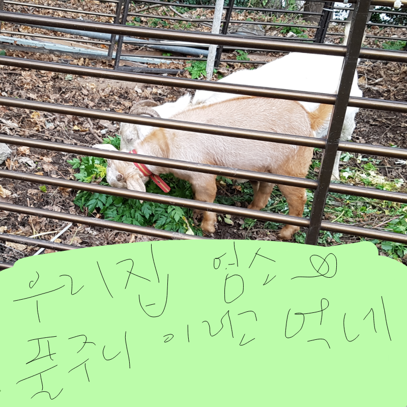 얌소한테 .. : 얌소한테 풀뜯어 줄때 반응 스케치판 ,sketchpan