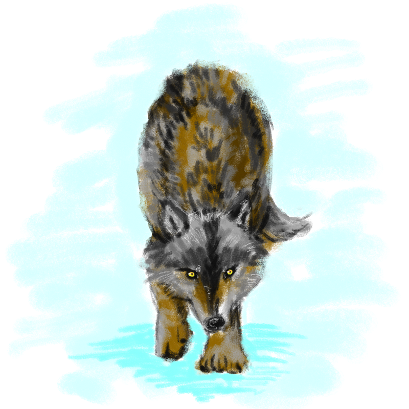 wolf : wolf 스케치판 ,sketchpan