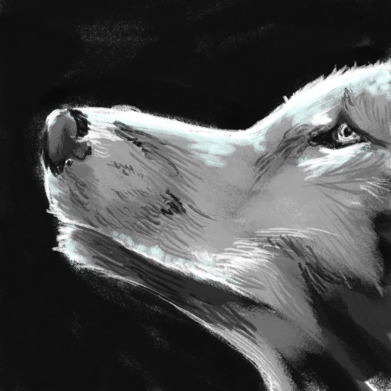 wolf : wolf 스케치판 ,sketchpan