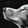 wolf : wolf 스케치판 ,sketchpan