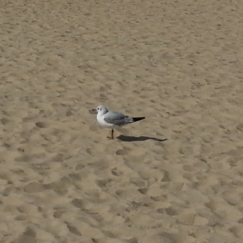 작년 바다.. : 작년 바다에서 봤던 귀여웠던 갈매기
((눈옆에 바로 눈크기와 똑같은 검은색 털이 있었다)) 스케치판 ,sketchpan