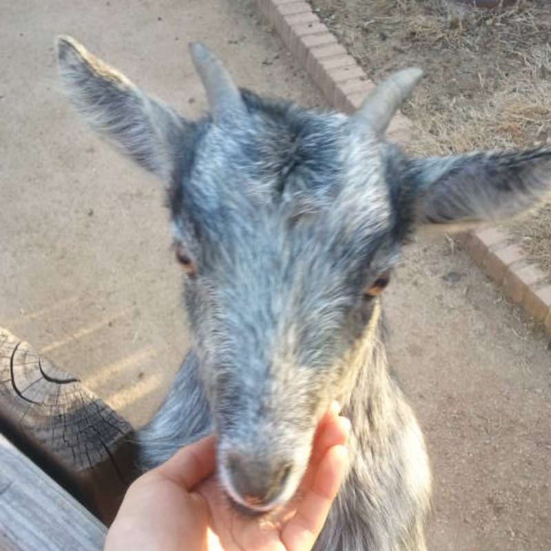 흑염ㅅ(하.. : 흑염ㅅ(하얀것도 있었는데 사진 지워버리뮤)
먹이 자판기에서 1000원주고 먹이 뽑은다음
조금 덜어서 주면 
와서 울타리에 앞발 걸치고 먹음 
턱이 보들보들하다~ 스케치판 ,sketchpan