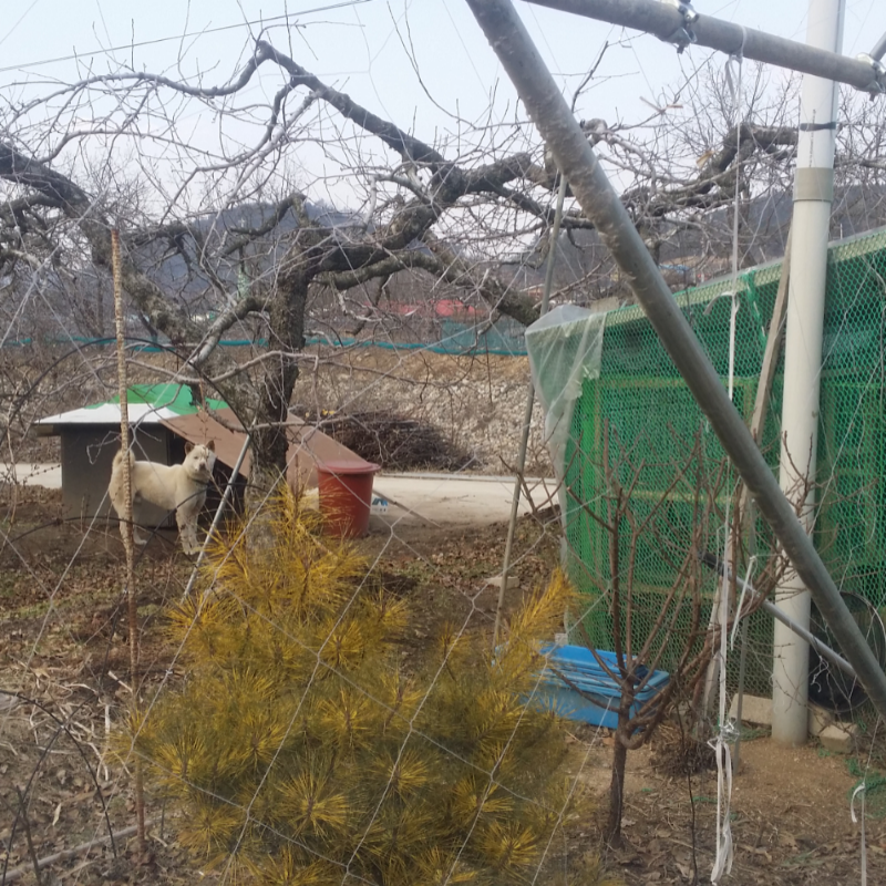 시골왔음 : 시골왔음 스케치판 ,sketchpan