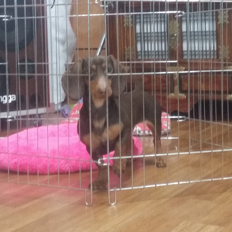 시끄러운녀.. : 시끄러운녀석 스케치판 ,sketchpan