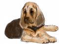 bloodhound : bloodhound 스케치판 ,sketchpan