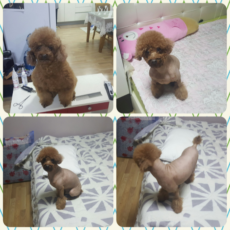 저번 금욜 .. : 저번 금욜 저녁에 집에서 또래를 미용했어요>♡<
곰에서 나름 푸들다워졌다요♡♡ 스케치판 ,sketchpan