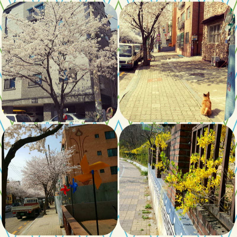 동네에 꽃.. : 동네에 꽃들이 만개했네요~ 이쁜 꽃이 많이피는 봄이 너무 좋아요~♡ 스케치판 ,sketchpan