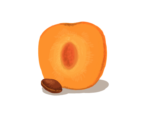 Apricot : Apricot 스케치판 ,sketchpan