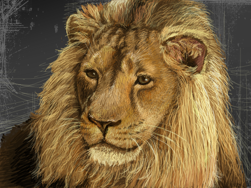 사자 : 사자[라이온] 스케치판 ,sketchpan